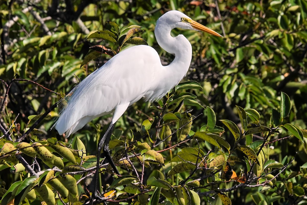 Grande Aigrette - ML626722080