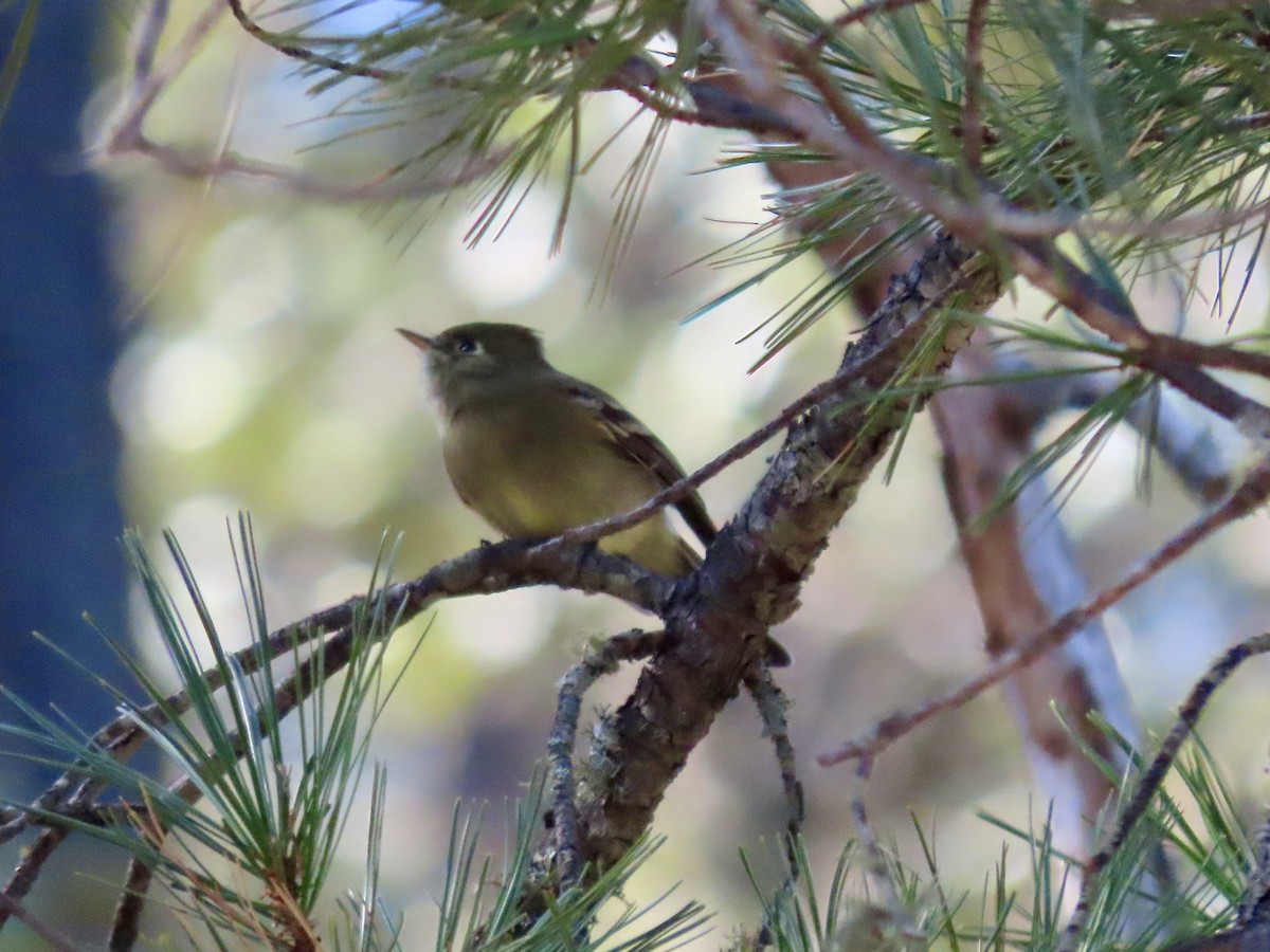 Western Flycatcher - ML626722174