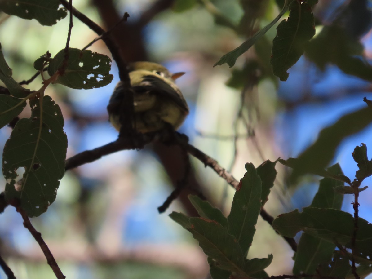 Western Flycatcher - ML626722175