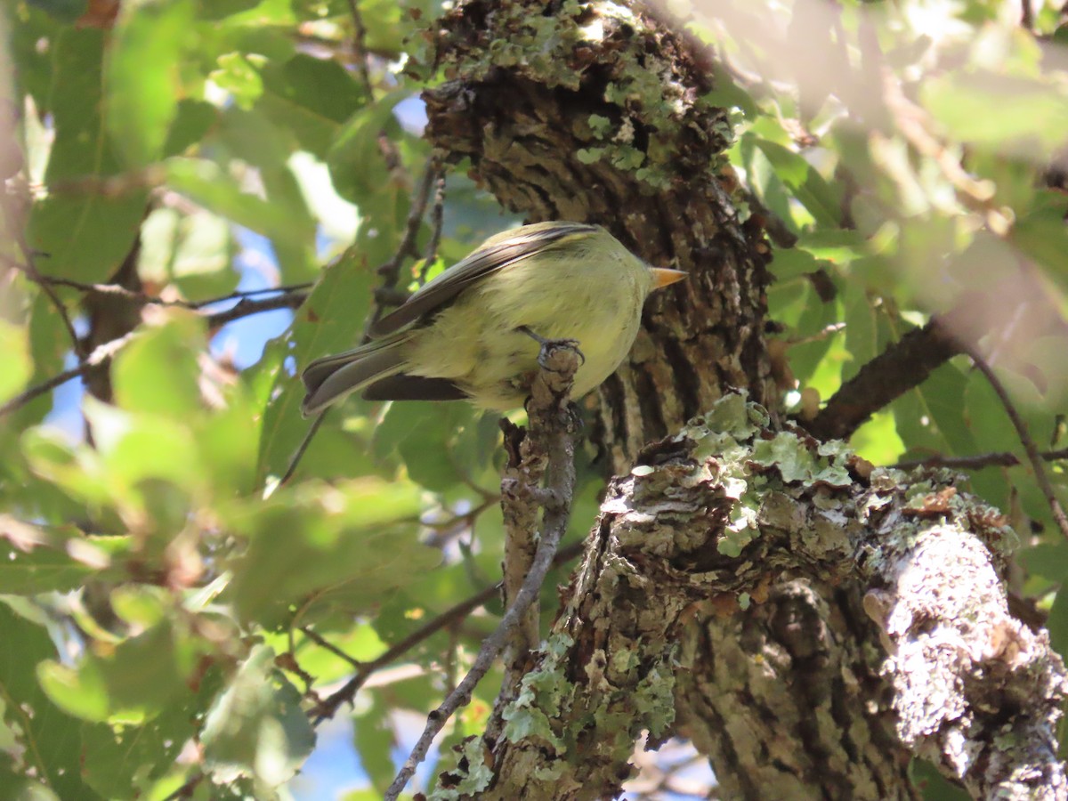 Western Flycatcher - ML626722176