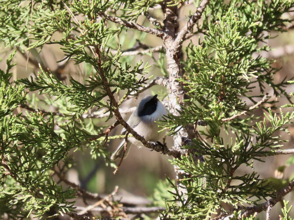 Bushtit - ML626722221