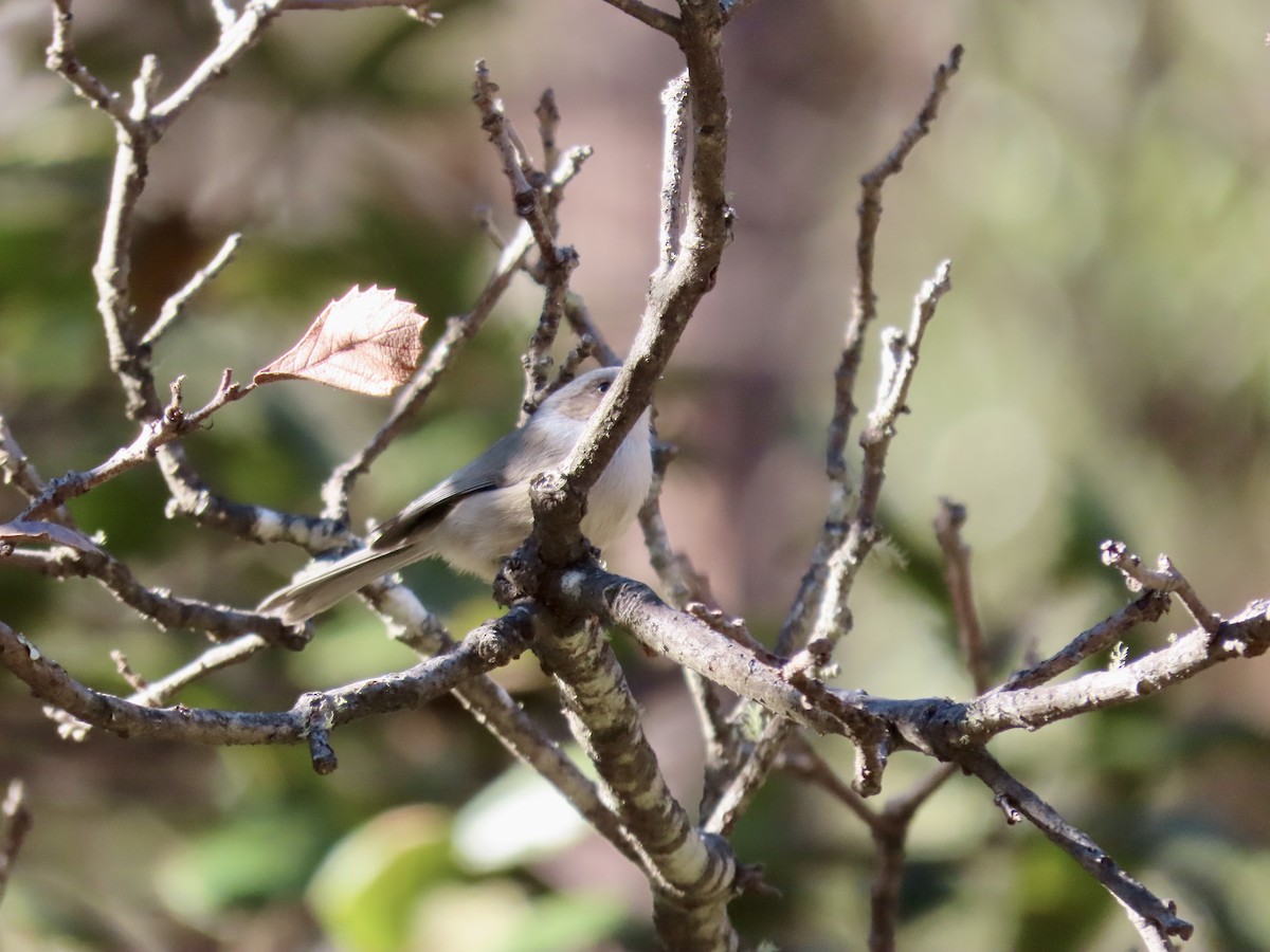Bushtit - ML626722223