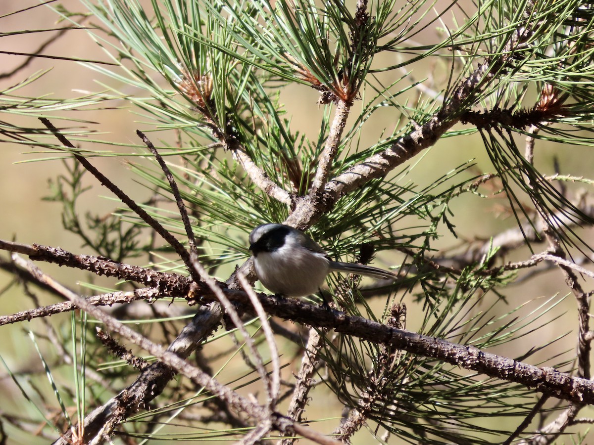 Bushtit - ML626722224