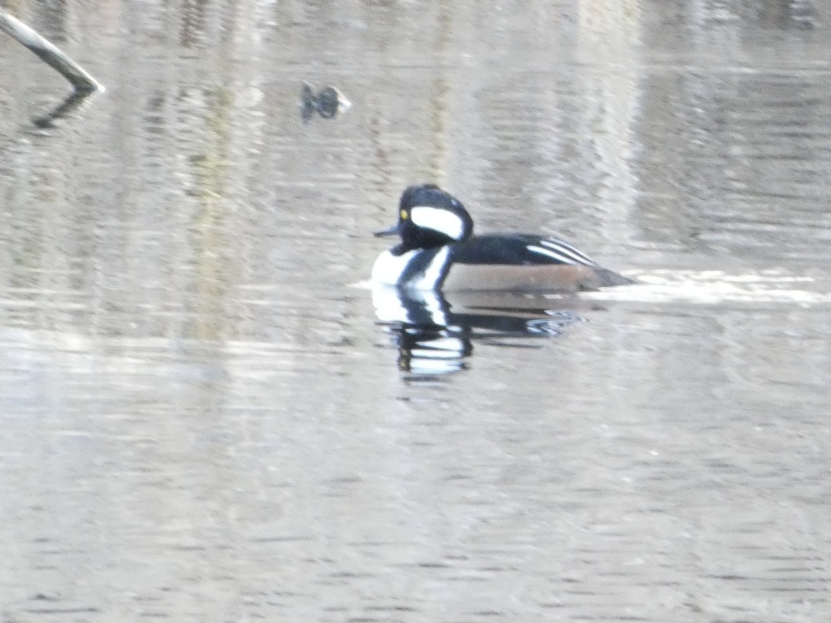 Hooded Merganser - ML626722243