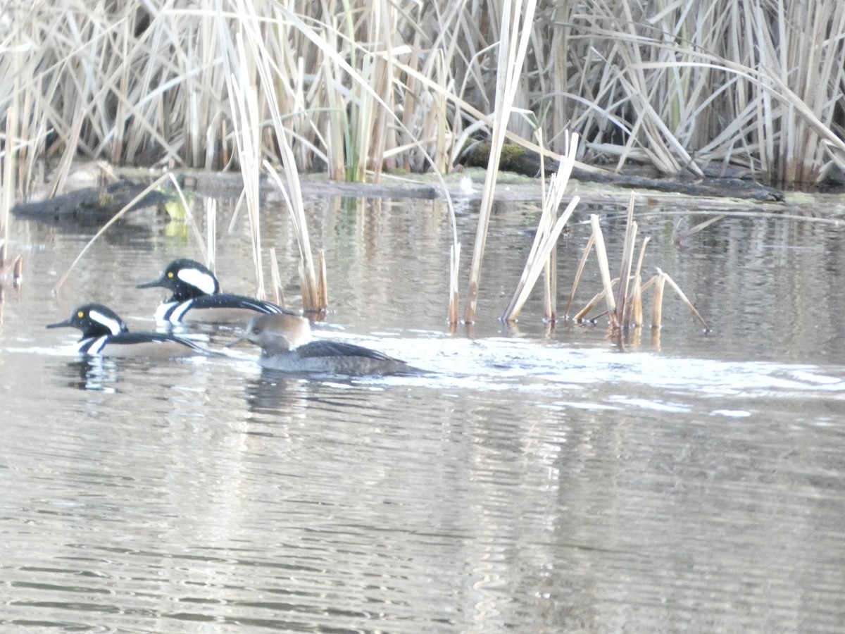 Hooded Merganser - ML626722250