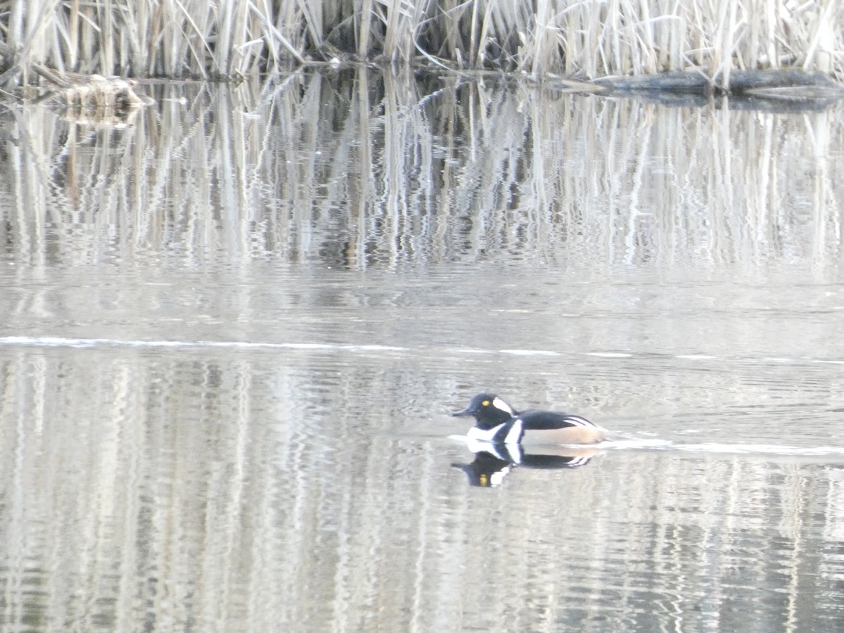 Hooded Merganser - ML626722251