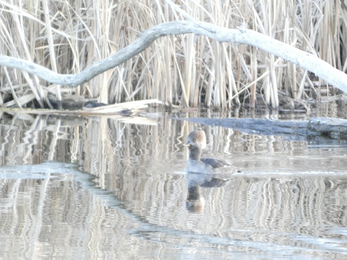 Hooded Merganser - ML626722252