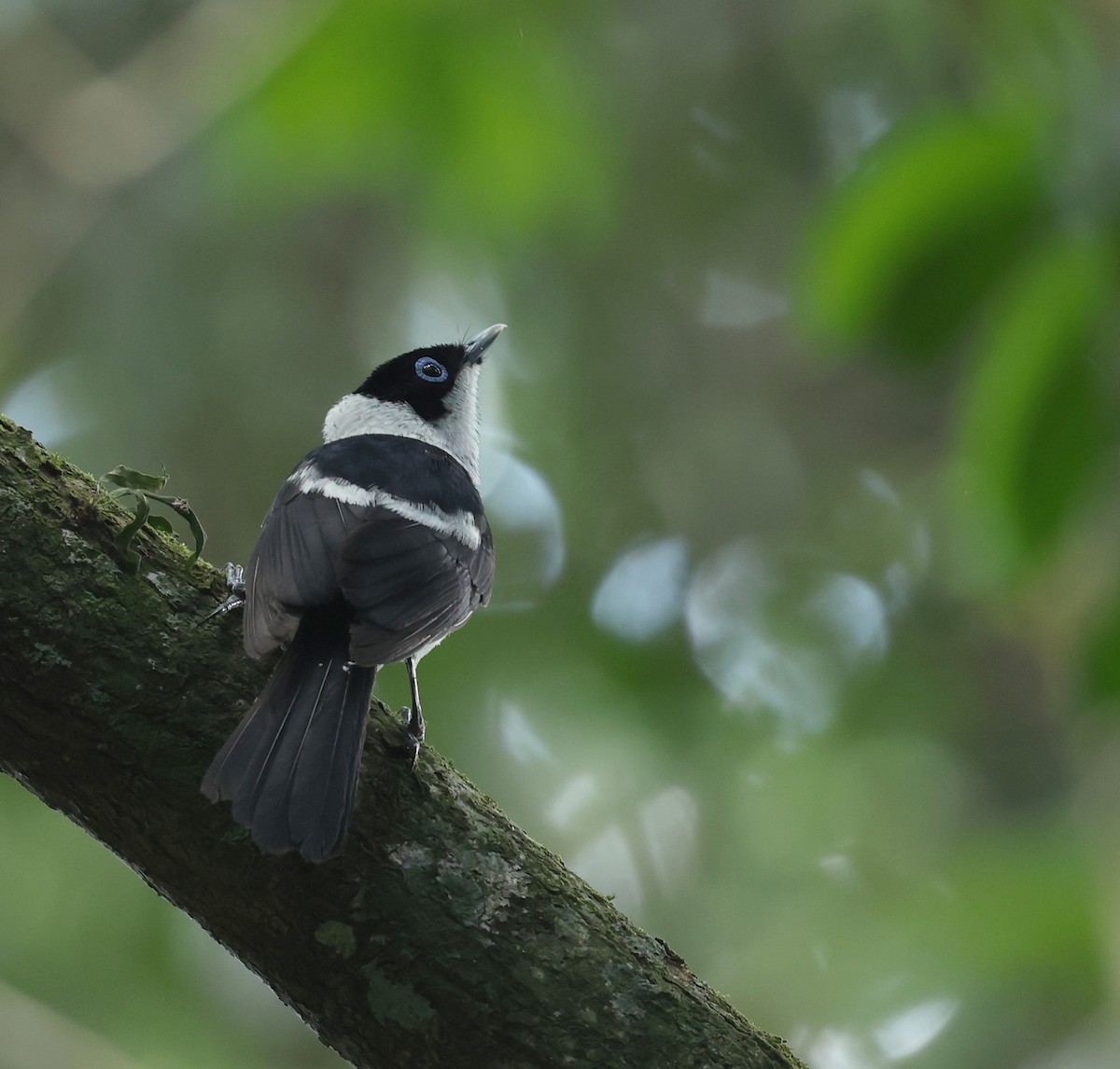 Pied Monarch - ML626722262