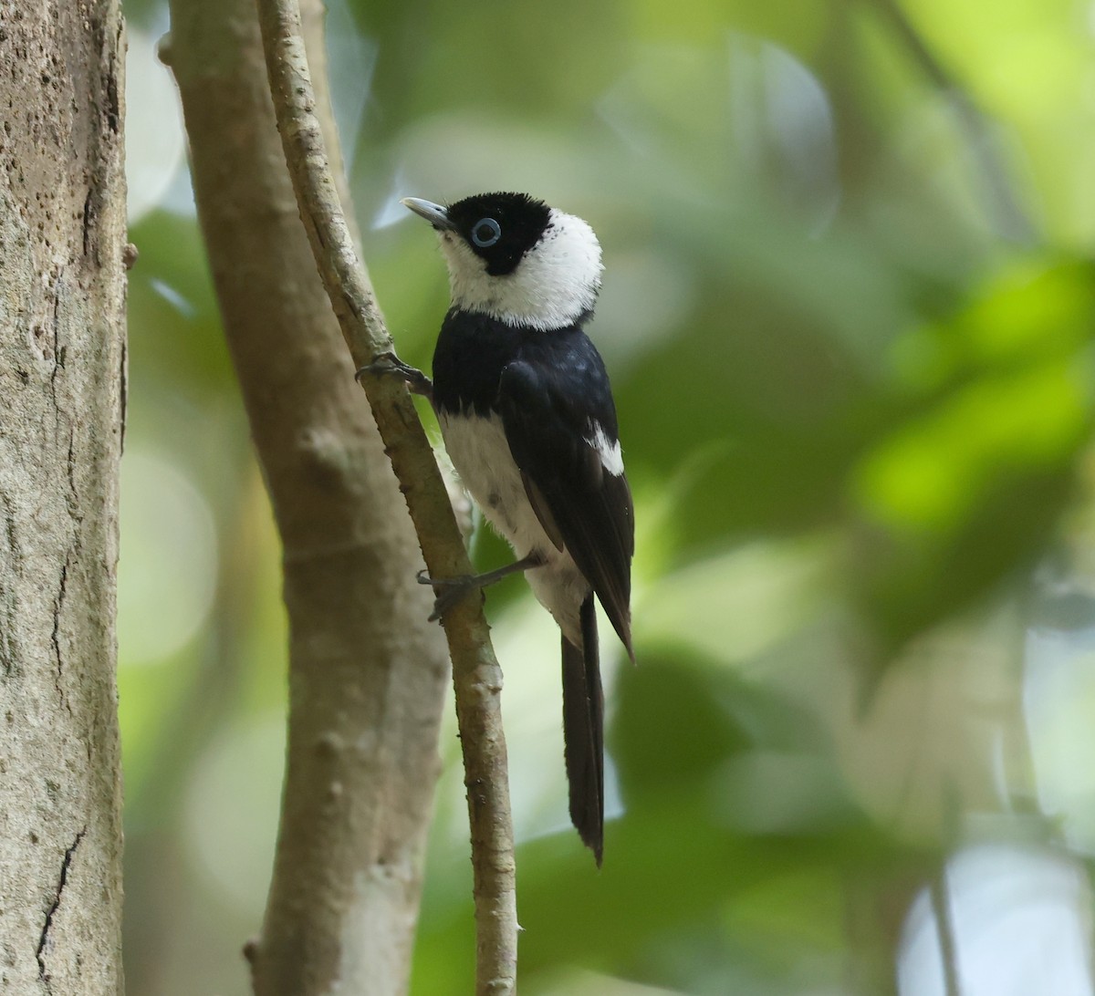 Pied Monarch - ML626722263