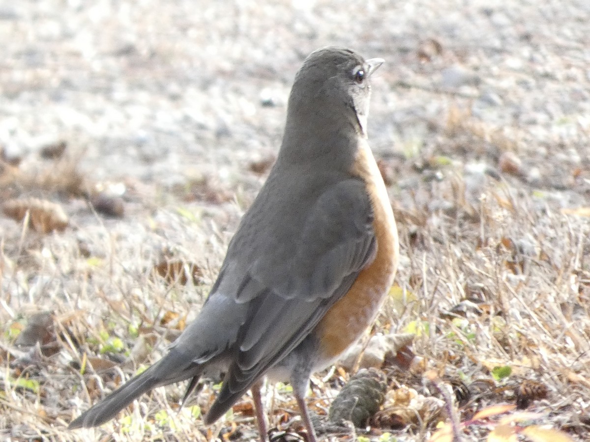 American Robin - ML626722291