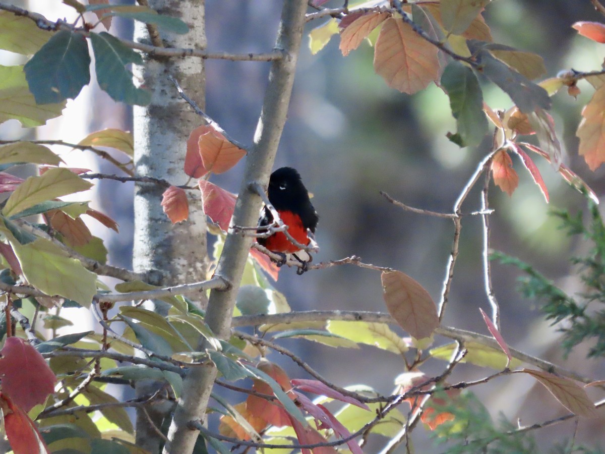 Painted Redstart - ML626722302
