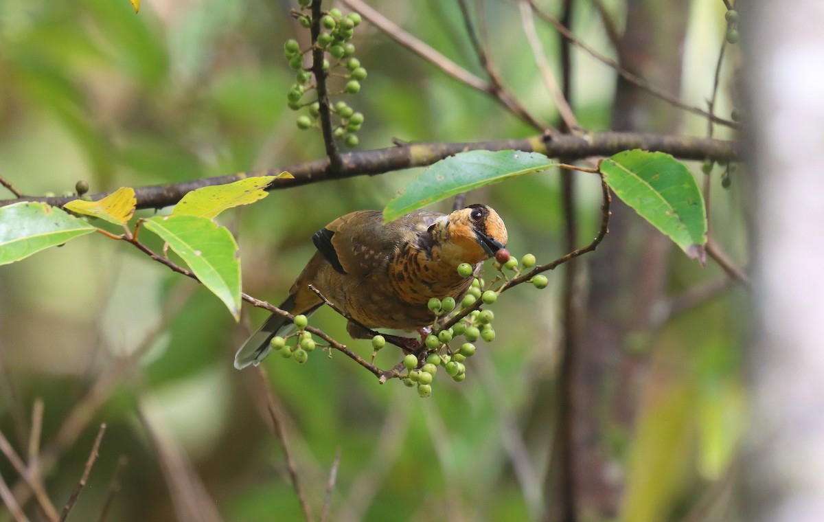 Fruit-hunter - ML626722356
