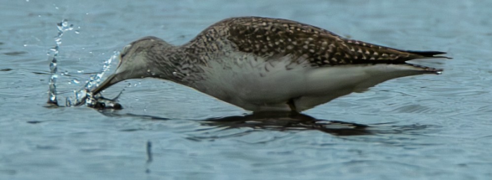 Greater Yellowlegs - ML626722374