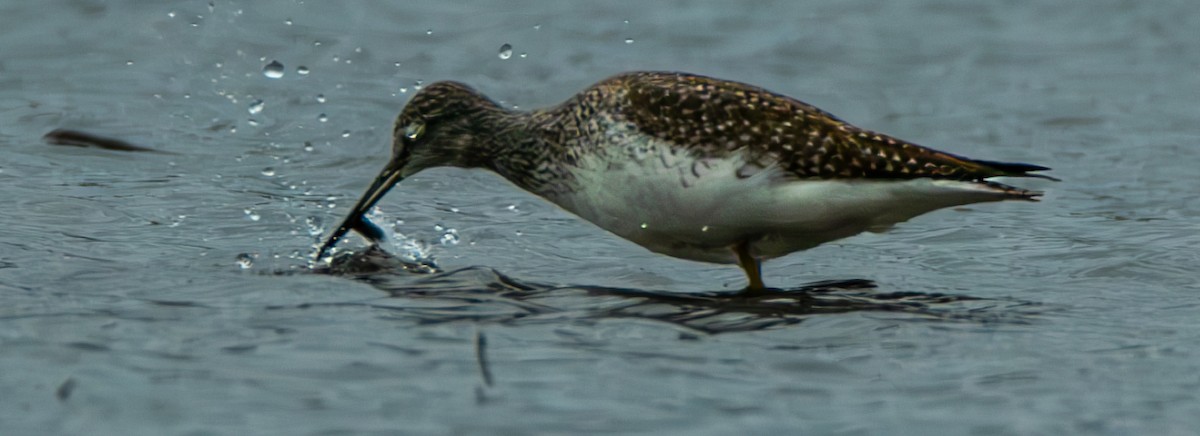 Greater Yellowlegs - ML626722375