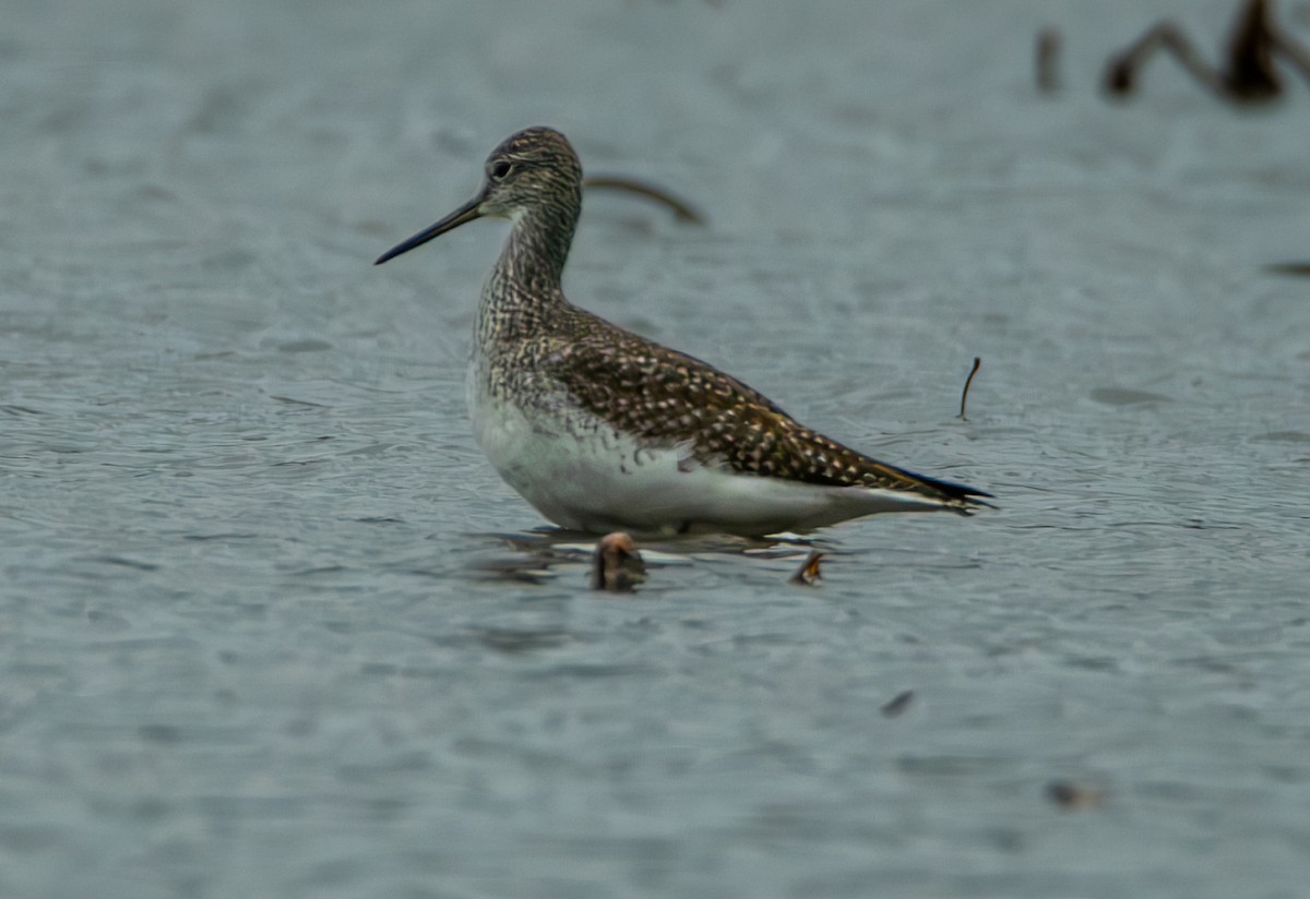 Greater Yellowlegs - ML626722376