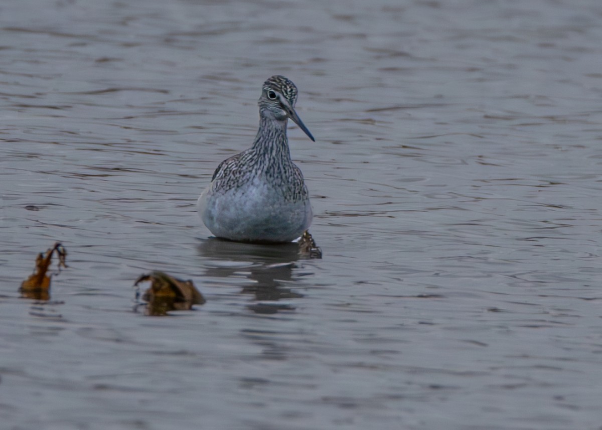 Greater Yellowlegs - ML626722377