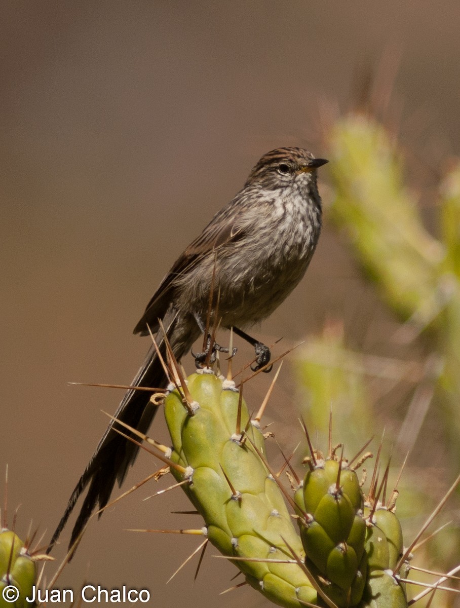 Streaked Tit-Spinetail - ML626722388