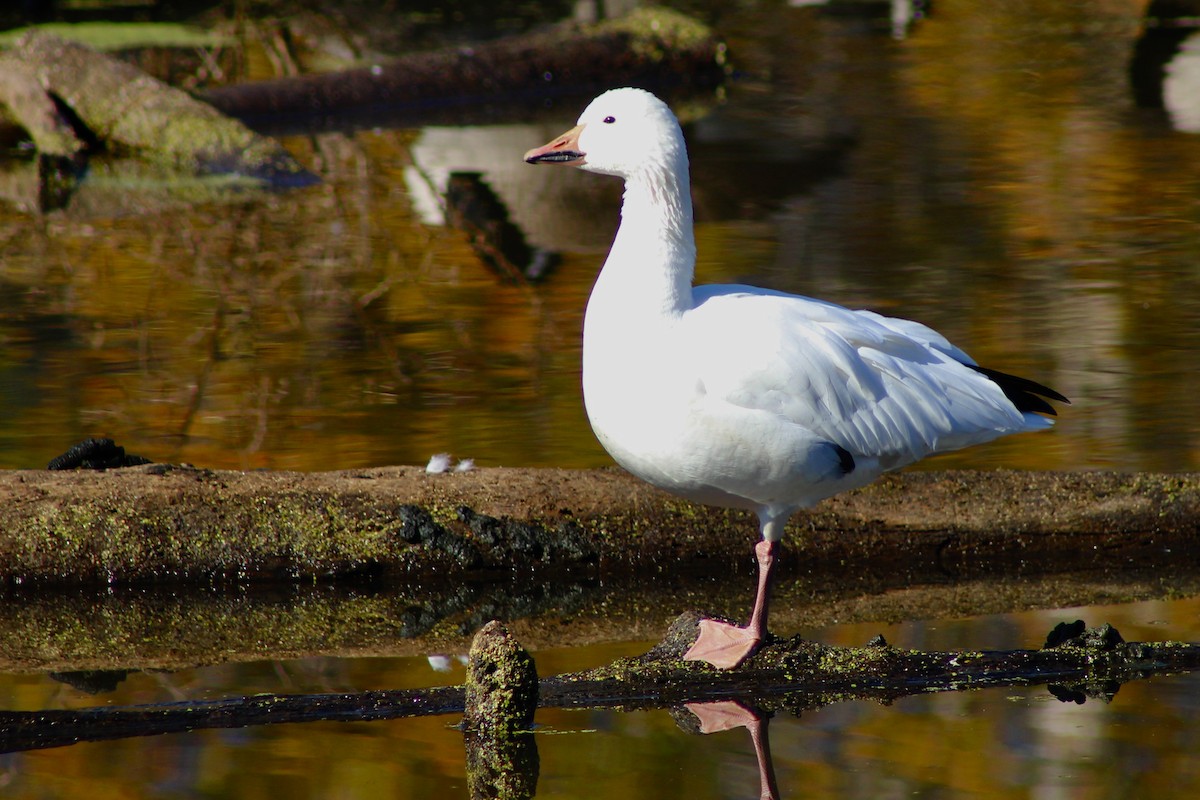 Snow Goose - ML626722778