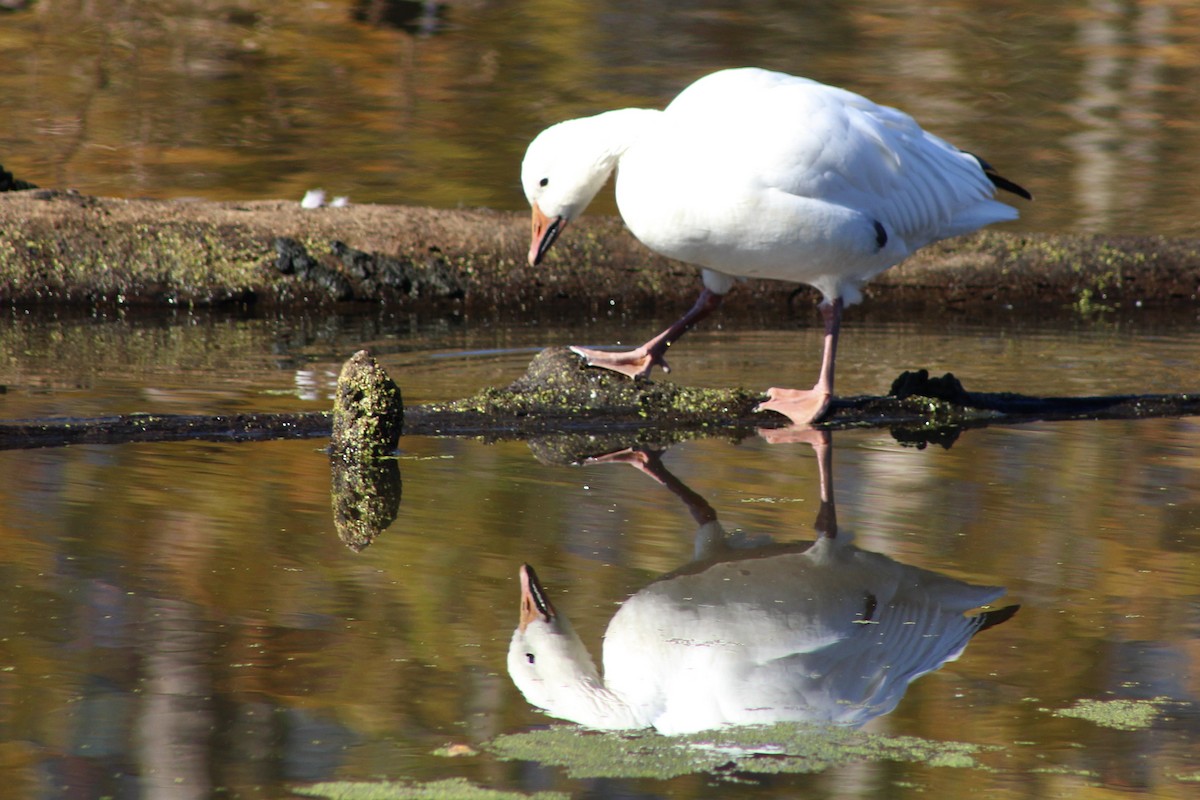 Snow Goose - ML626722781