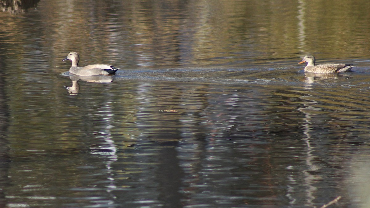 Gadwall - ML626722786