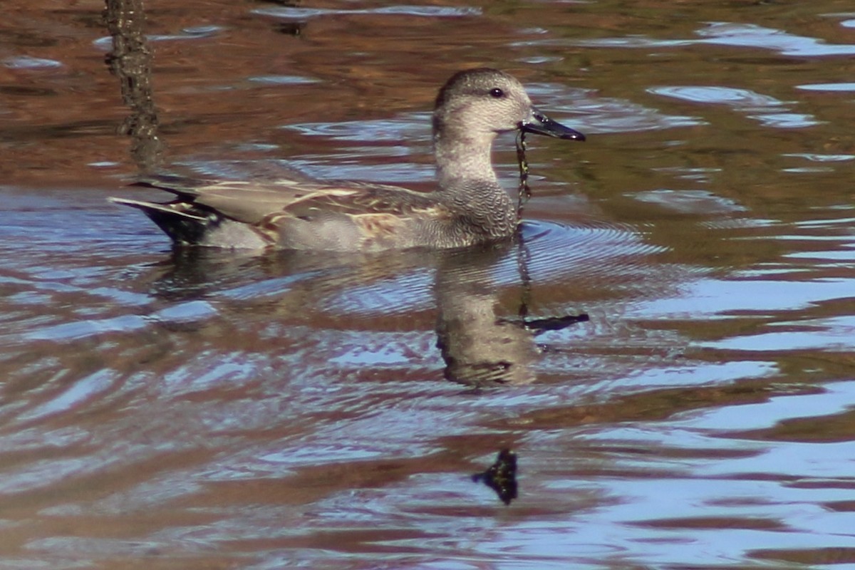 Gadwall - ML626722787