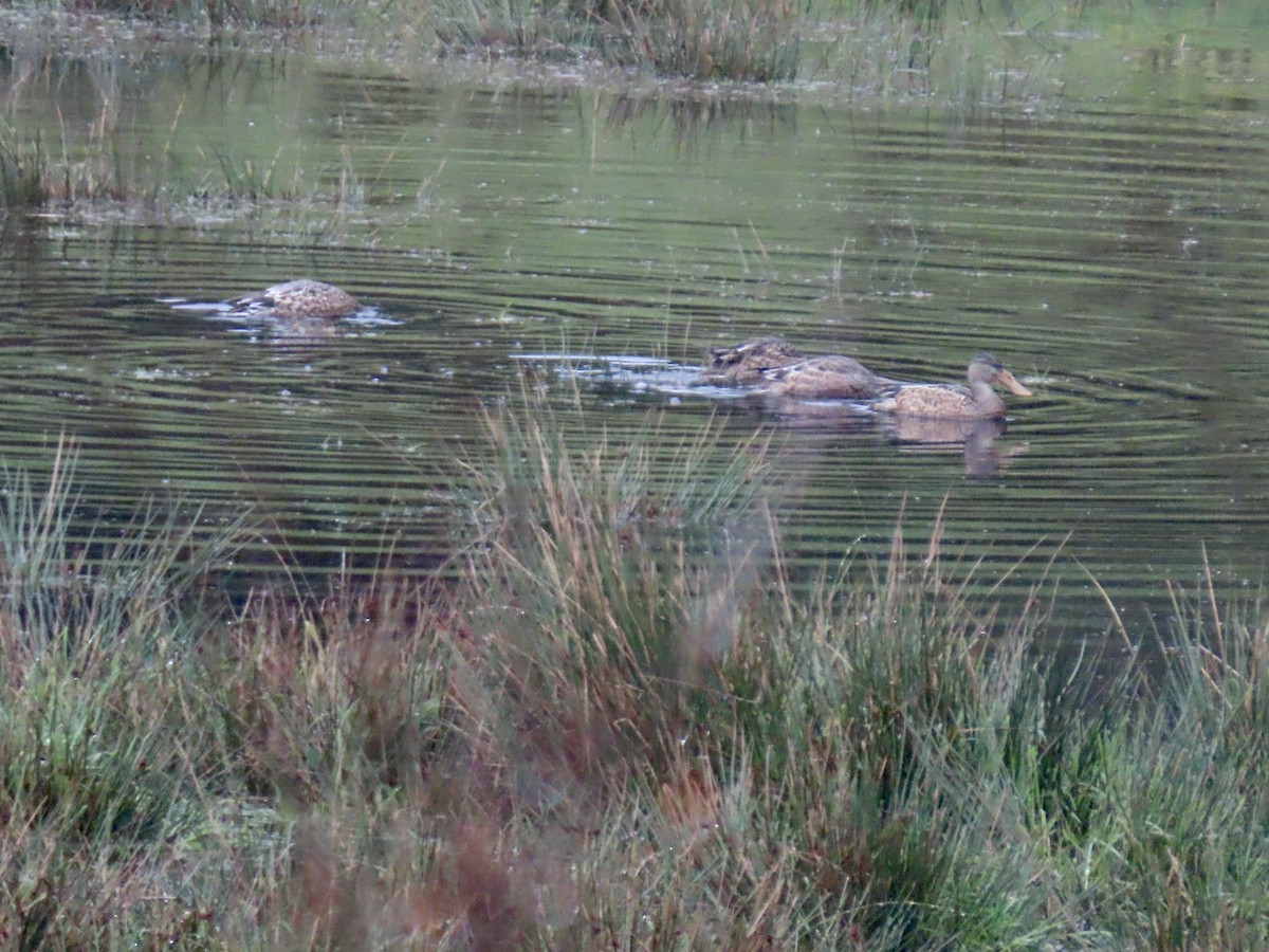 Northern Shoveler - ML626722791