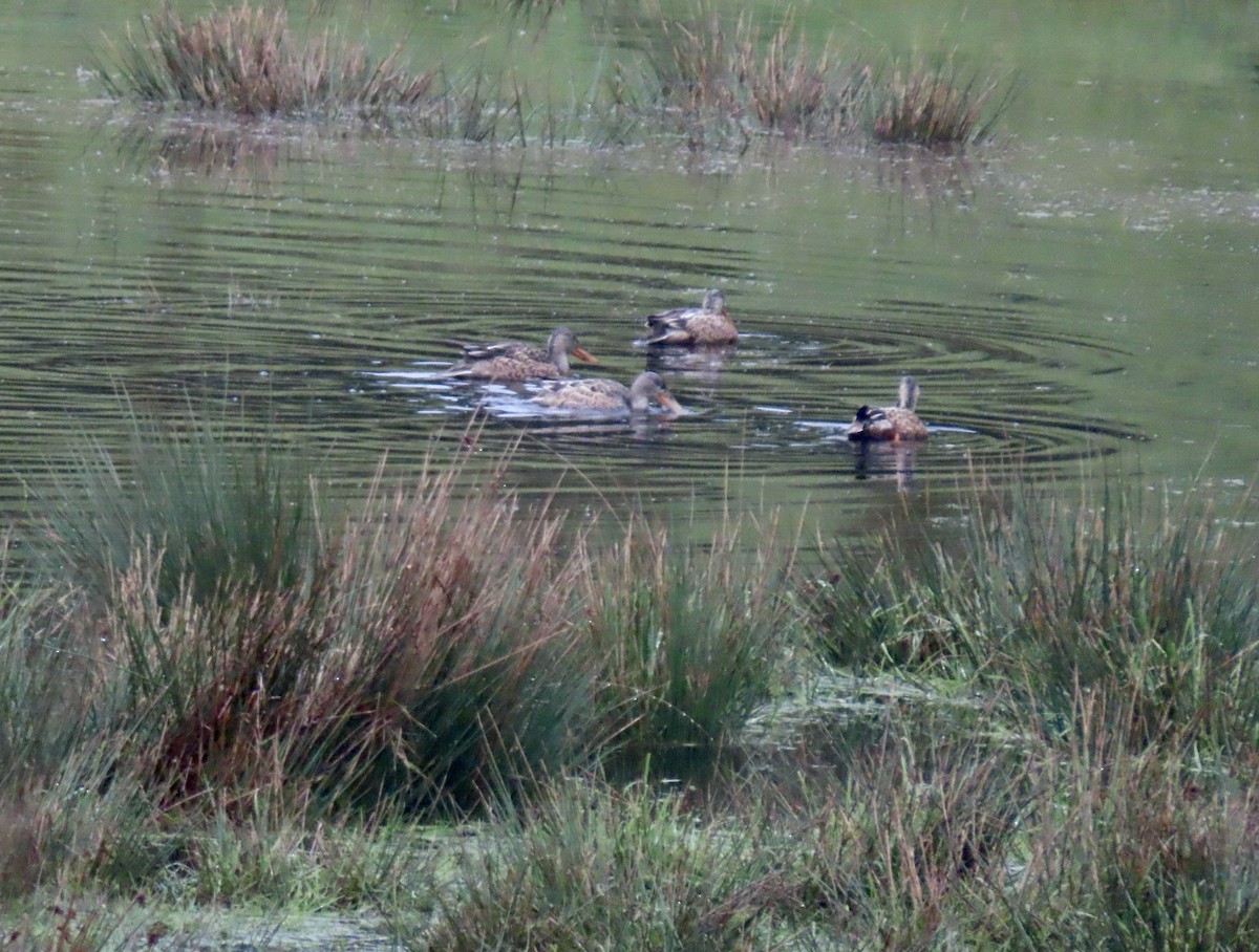 Northern Shoveler - ML626722792