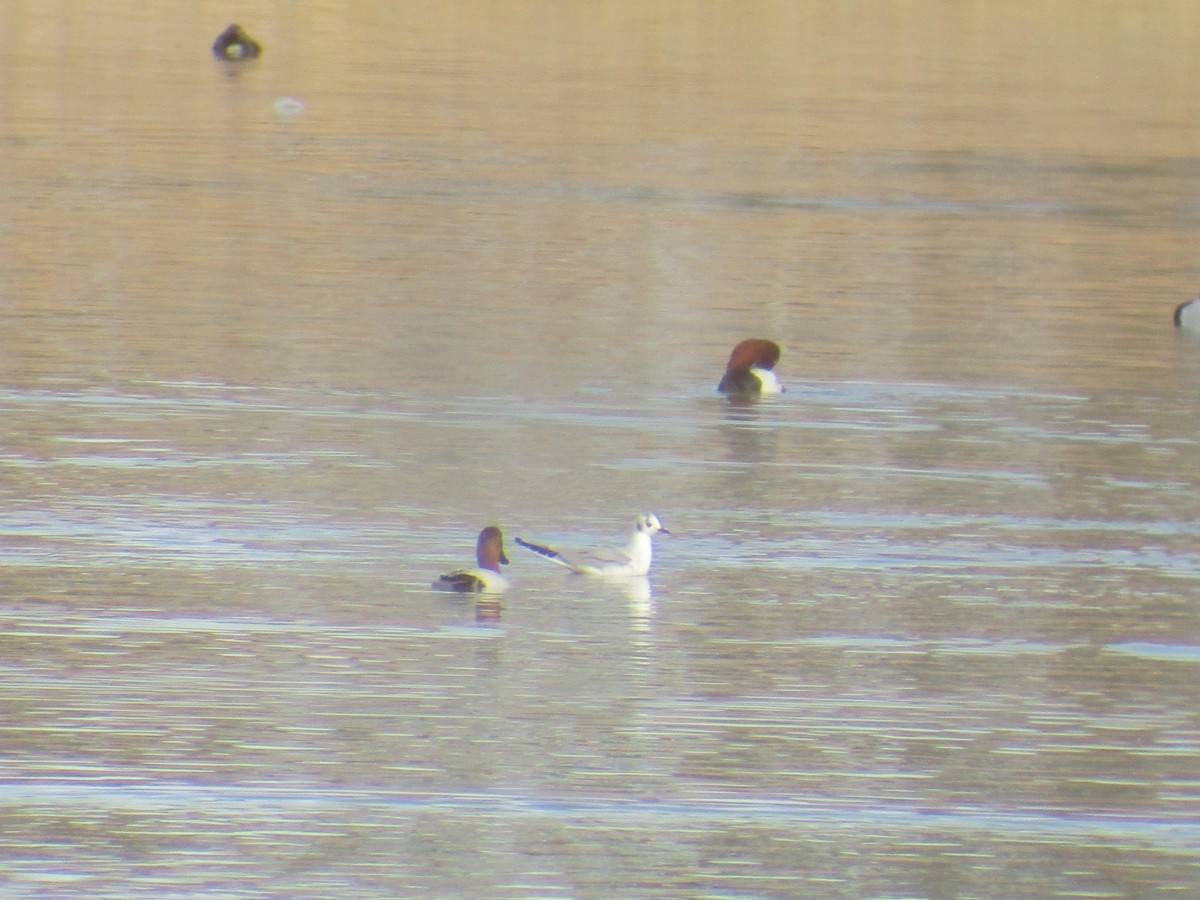 Bonaparte's Gull - ML626722953