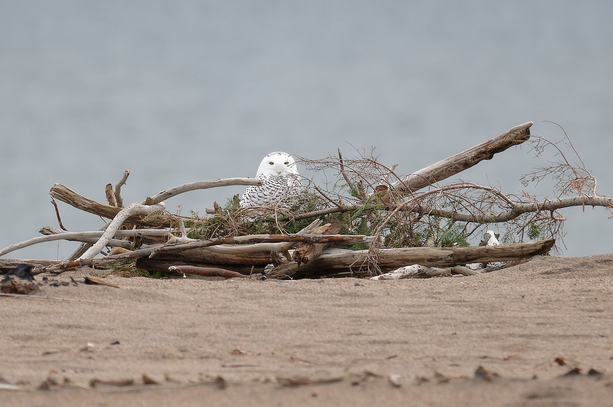 Snowy Owl - ML626723238