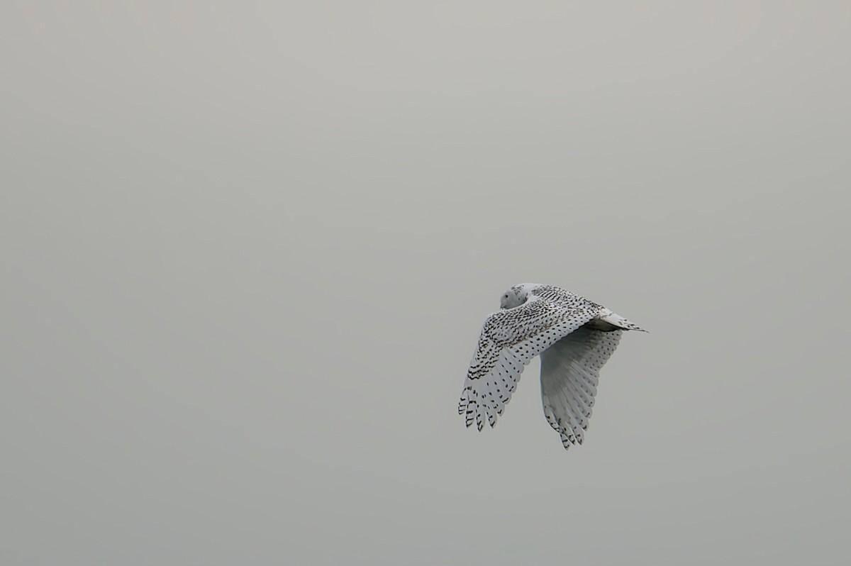 Snowy Owl - ML626723269