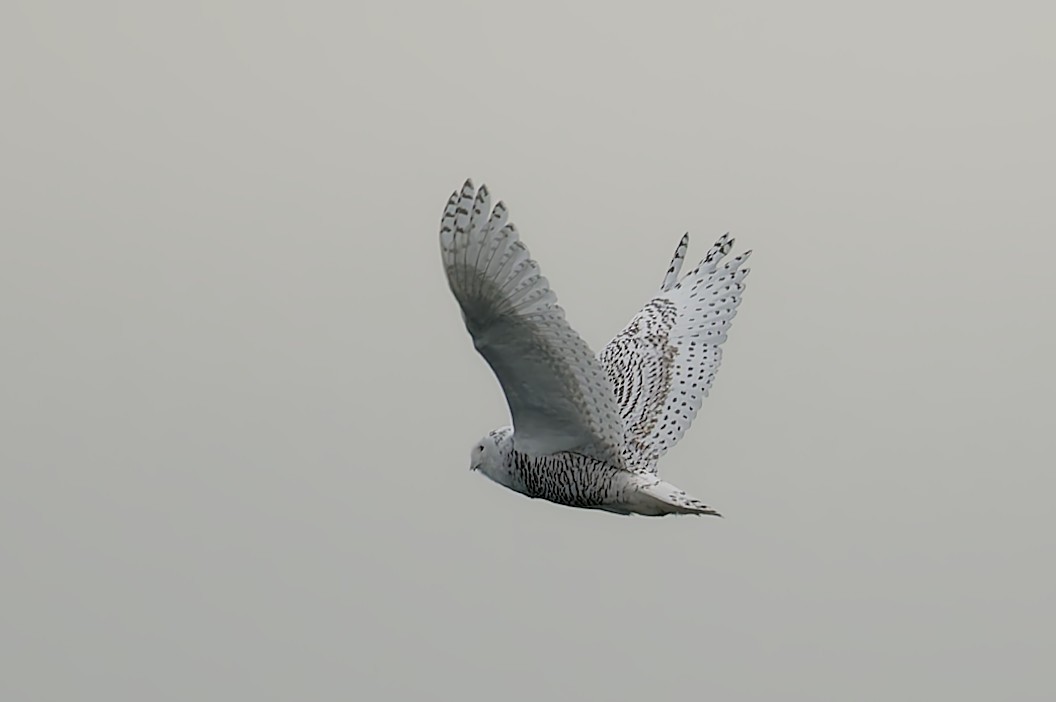 Snowy Owl - ML626723294