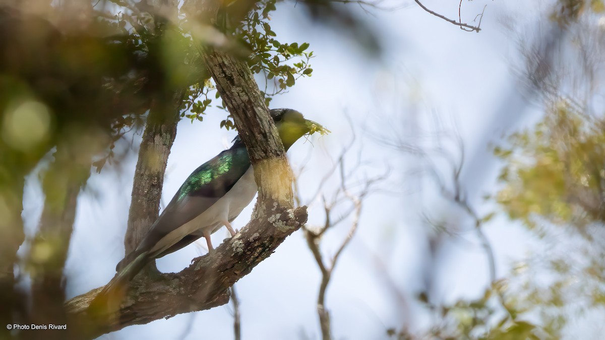 Cuckoo-roller - ML626723524