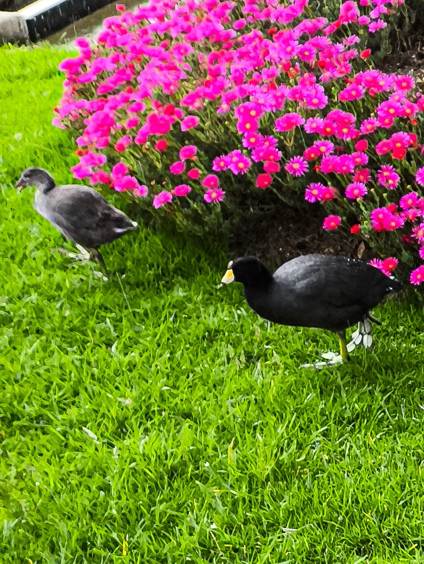 American Coot - ML626723685