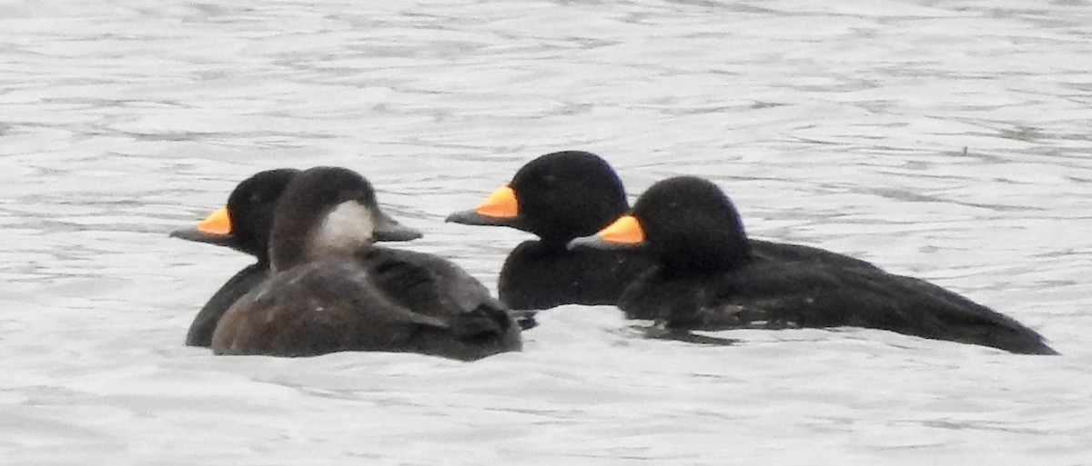 Black Scoter - ML626723703