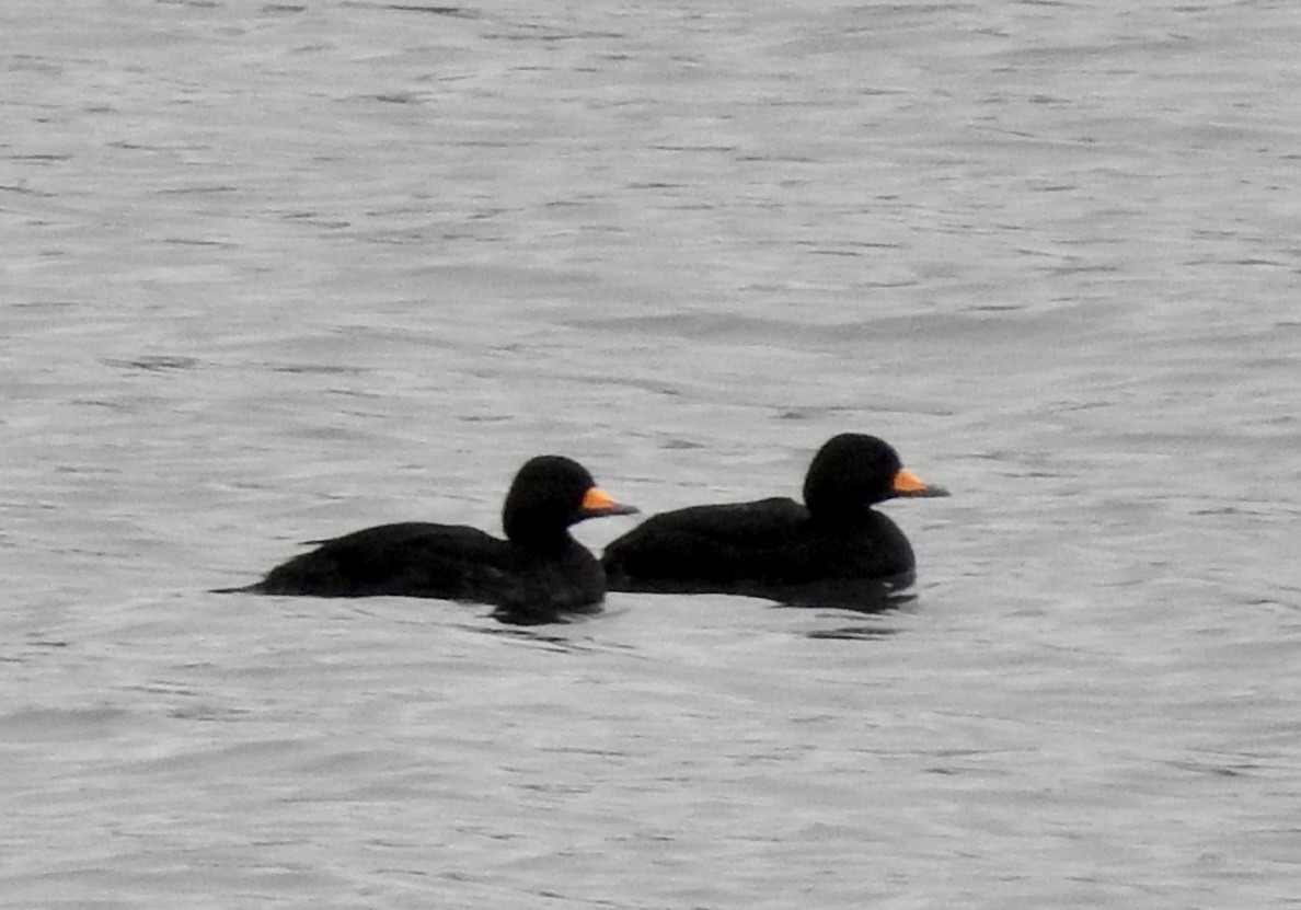 Black Scoter - ML626723704