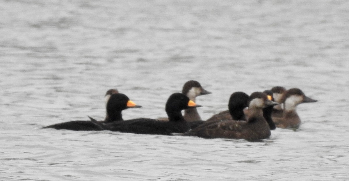 Black Scoter - ML626723705