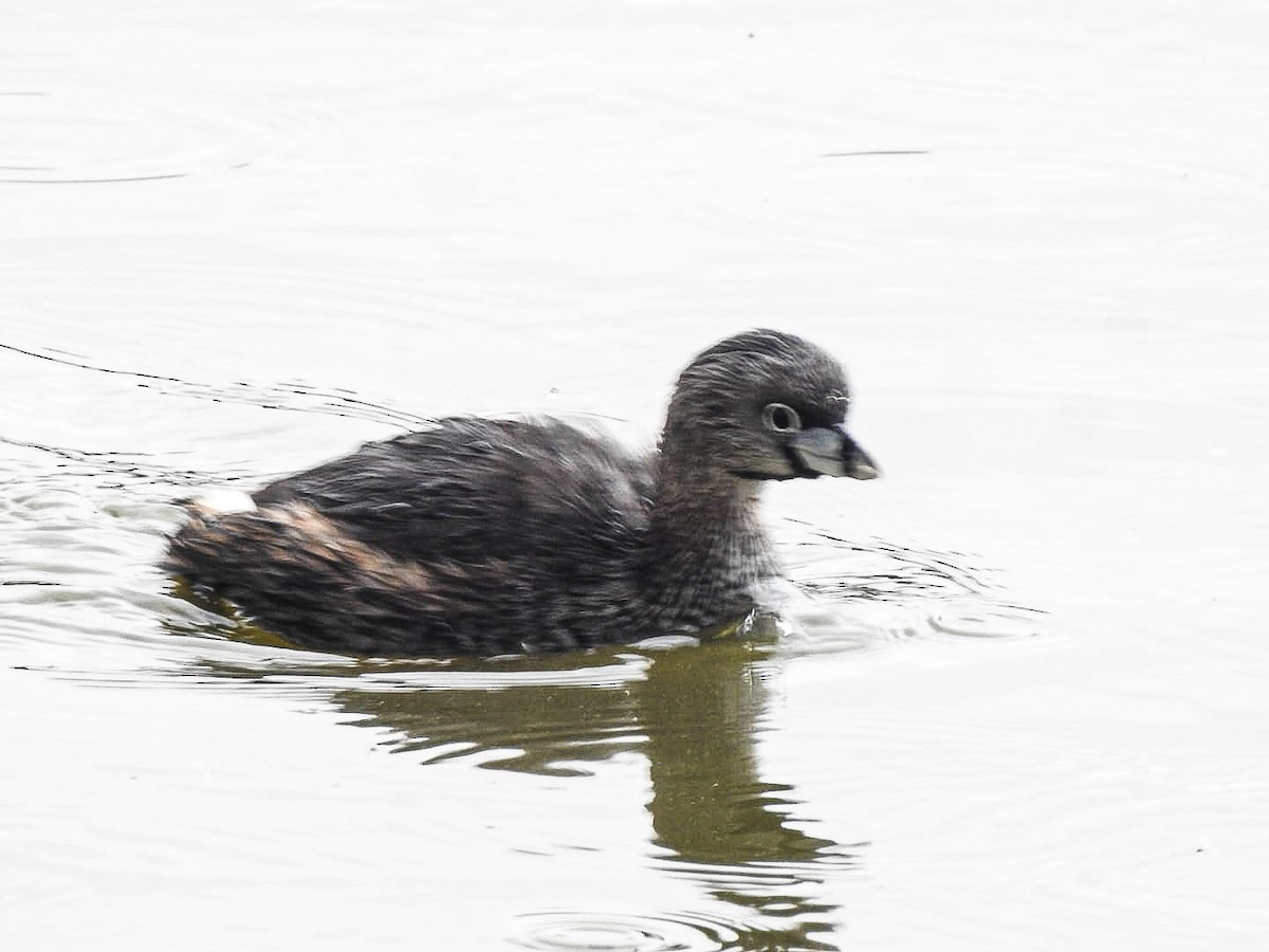 Pied-billed Grebe - ML626723723