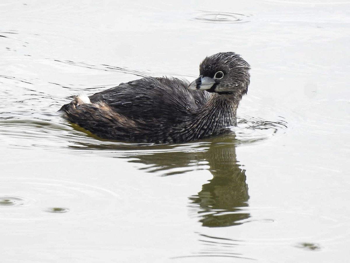 Pied-billed Grebe - ML626723724