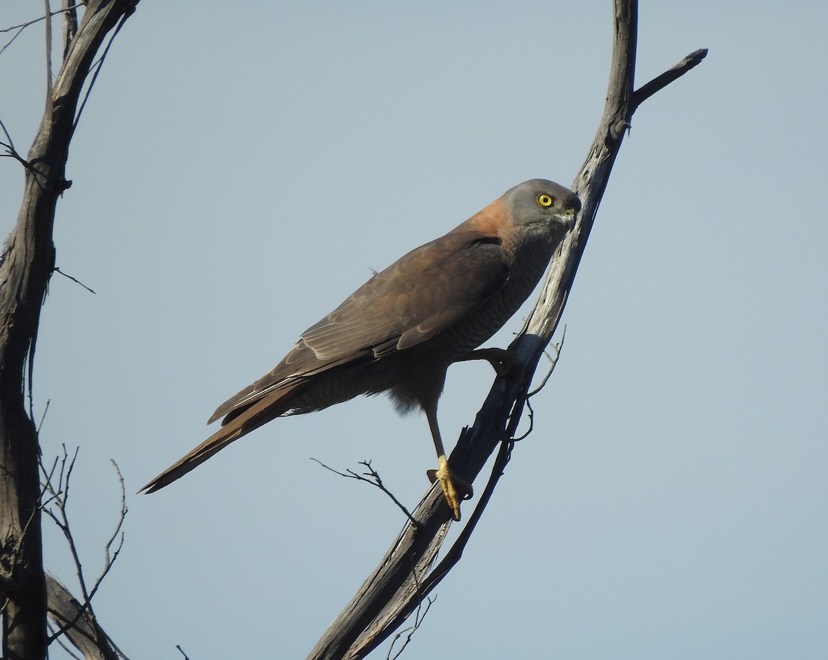 Brown Goshawk - ML626724043