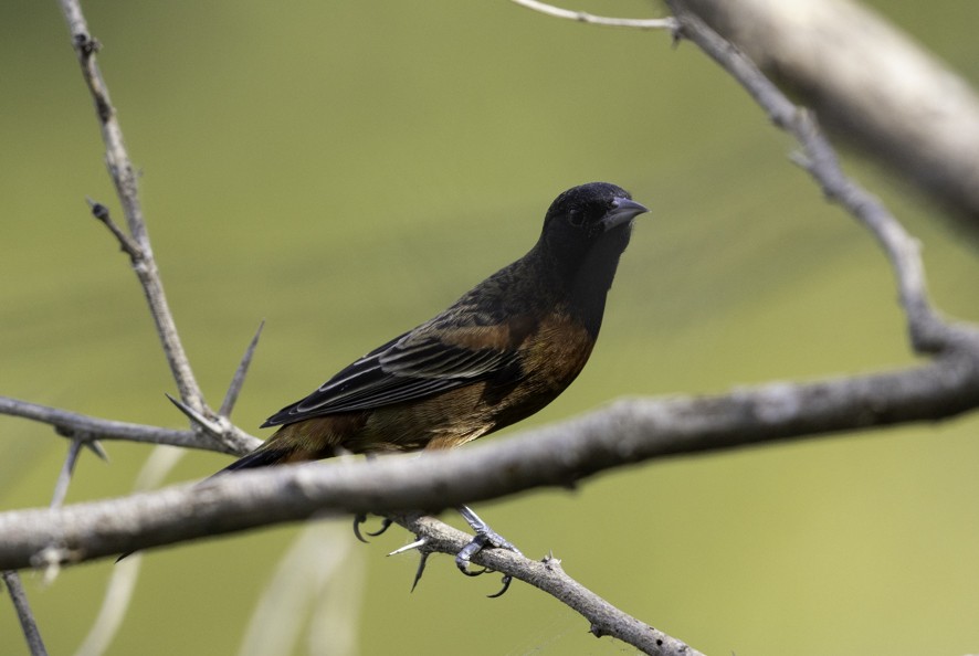 Orchard Oriole - ML626724197