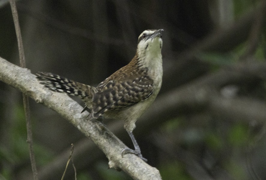 Russet-naped Wren - ML626724203