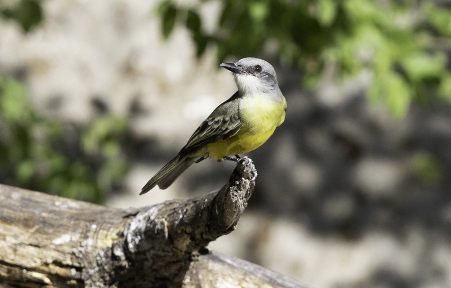 Tropical Kingbird - ML626724218