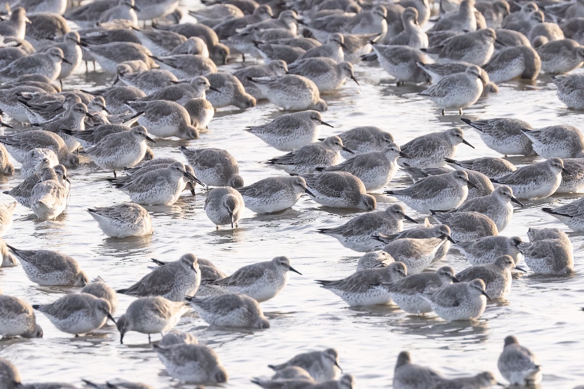 Red Knot - ML626724269