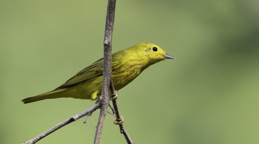 Yellow Warbler (Northern) - ML626724292