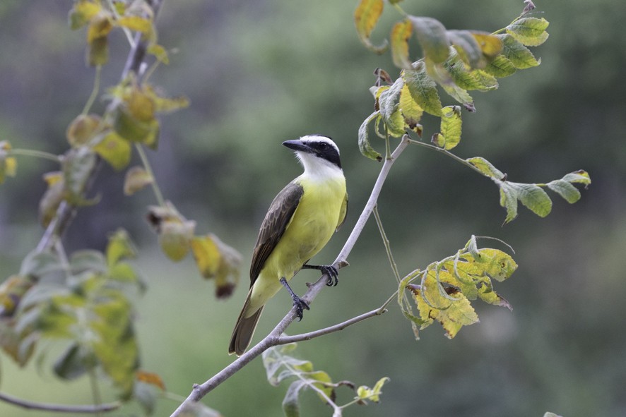 Great Kiskadee - ML626724361