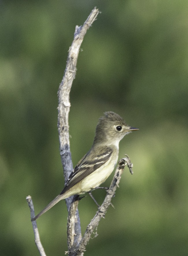 Least Flycatcher - ML626724364