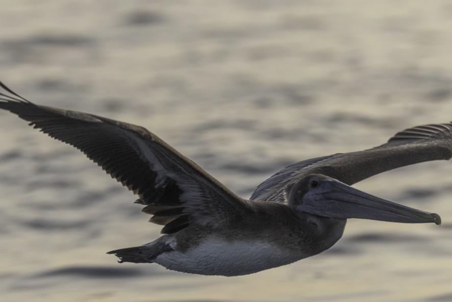 Brown Pelican - ML626724367