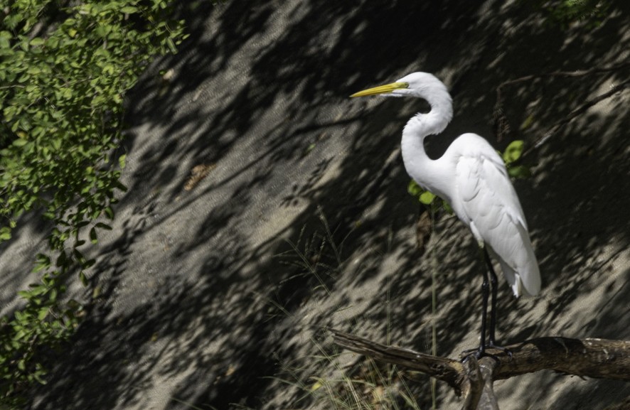 Great Egret - ML626724370