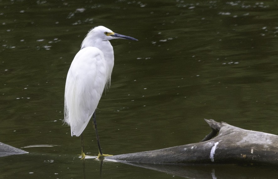 Snowy Egret - ML626724400