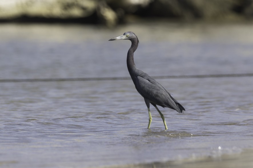 Little Blue Heron - ML626724407